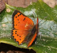 Chrysoritis chrysaor