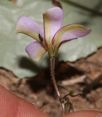 Oxalis livida livida