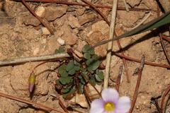 Oxalis commutata commutata