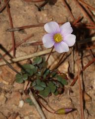 Oxalis commutata commutata