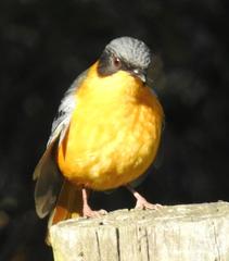 Cossypha dichroa dichroa