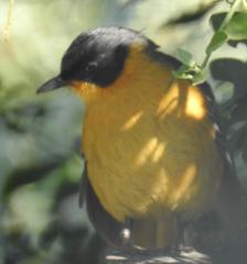 Cossypha dichroa dichroa