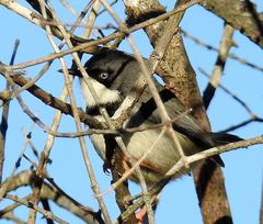 Apalis thoracica capensis