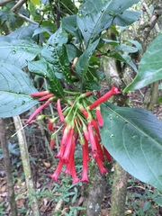 Iochroma fuchsioides