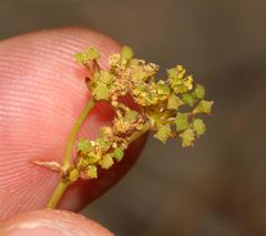 Chamarea capensis