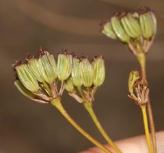 Chamarea capensis
