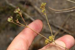 Chamarea capensis