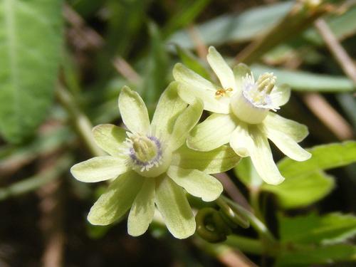 Image of Basananthe triloba by no rights reserved