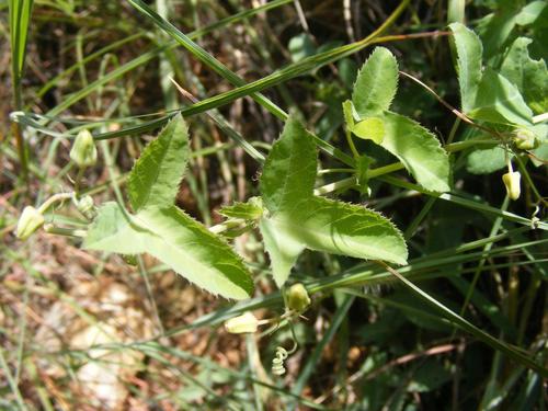 Image of Basananthe triloba by no rights reserved