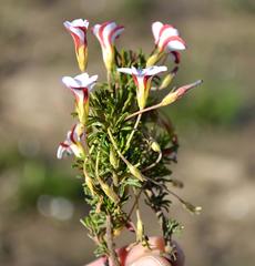Oxalis tenuifolia