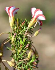 Oxalis tenuifolia