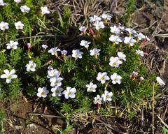 Oxalis tenuifolia