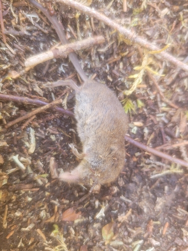 Cinereus Shrew