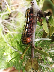 Erythromeris