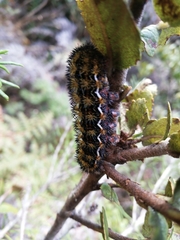 Erythromeris