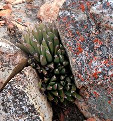 Machairophyllum albidum