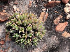 Machairophyllum albidum