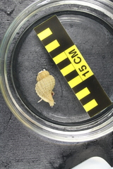 Fusitriton oregonensis