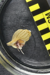 Fusitriton oregonensis