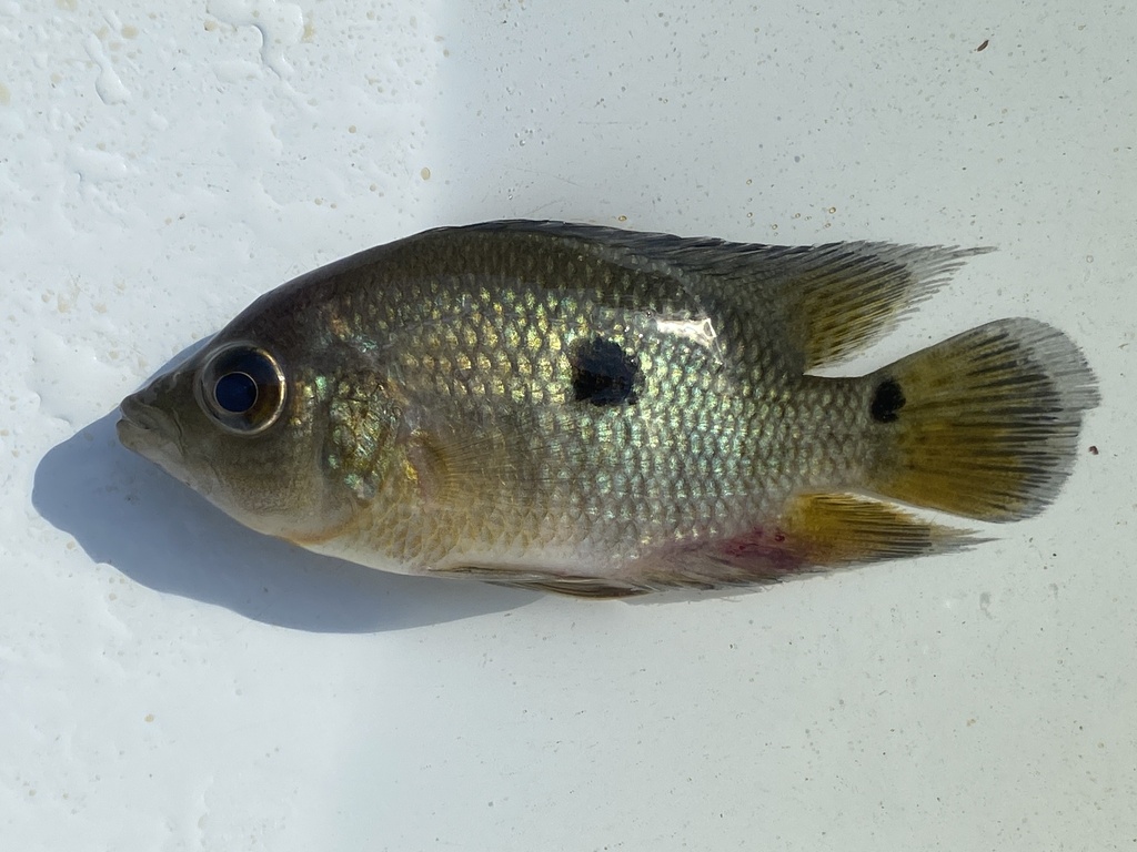 River patwa (Chaetobranchus flavescens) — Cichlidae