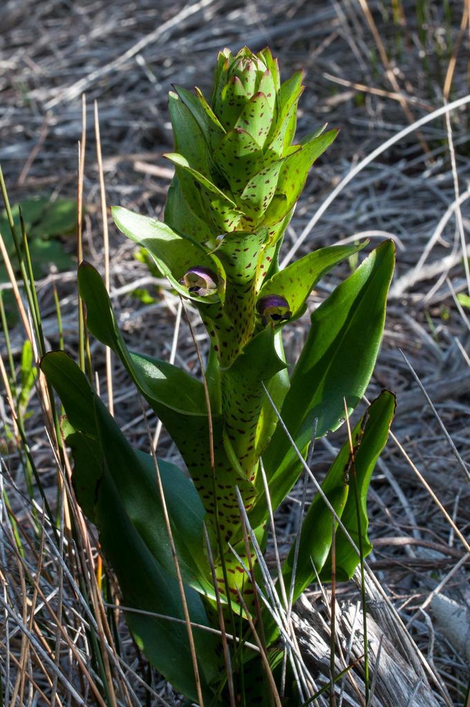 Disa hallackii