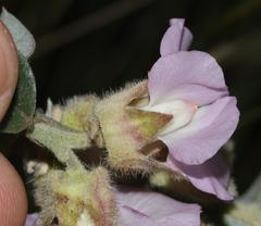 Podalyria variabilis