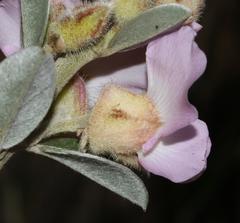 Podalyria variabilis