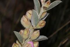 Podalyria variabilis