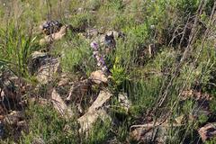 Podalyria variabilis