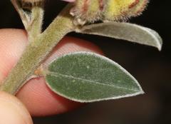 Podalyria variabilis