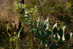 Lopholaena brickellioides image