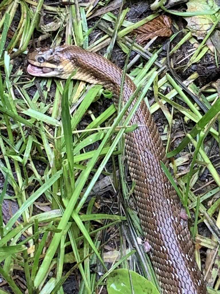 Aesculapian Snake from Stokite, Bulgaria on May 29, 2023 at 10:27 AM by ...