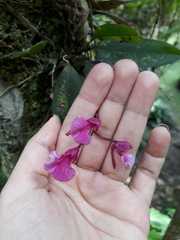 Comparettia falcata