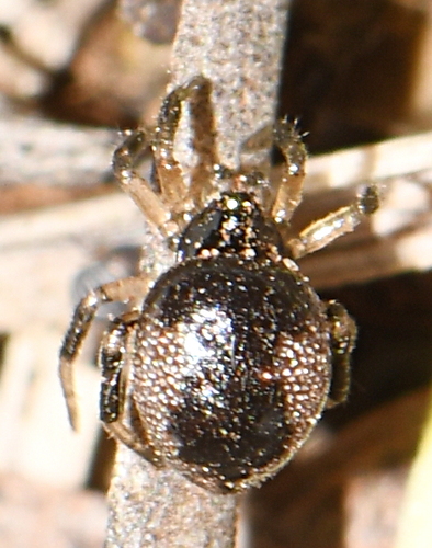 Euryopis laeta