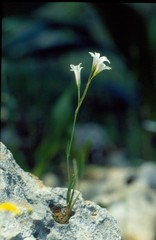 Gagea graeca