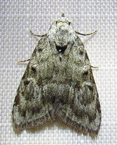 Woolly Nola Moth