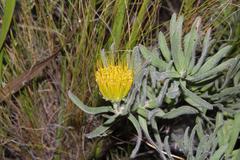 Leucospermum gracile
