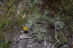 Leucospermum gracile