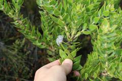 Leucospermum bolusii
