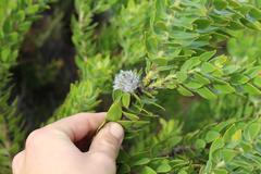 Leucospermum bolusii
