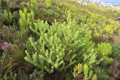 Leucospermum bolusii
