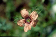 Linum pubescens