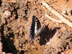 Charaxes achaemenes achaemenes