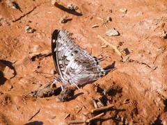 Charaxes achaemenes achaemenes
