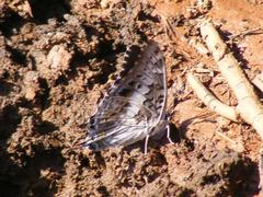 Charaxes achaemenes achaemenes