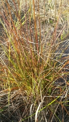 Xyris elliottii