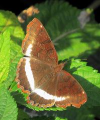 Eurytela hiarbas angustata