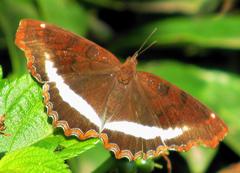 Eurytela hiarbas angustata
