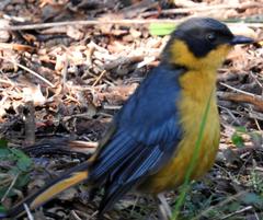 Cossypha dichroa dichroa