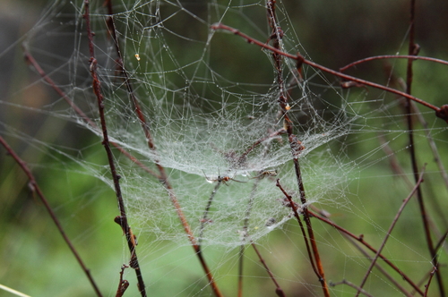 Bowl-and-doily Spider